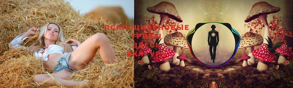 прущие грибы Аркадак