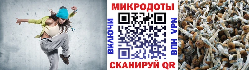 наркота  Ессентуки  Псилоцибиновые грибы Cubensis 